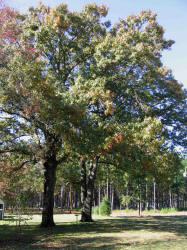 Southern Red Oak, Quercus falcata, KO