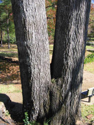 Southern Red Oak, Quercus falcata, TRG (1)