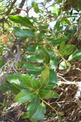 Texas Live Oak, Quercus fusiformis, A (1)