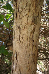 Texas Live Oak, Quercus fusiformis, A (2)