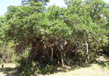 Texas Live Oak, Quercus fusiformis, A
