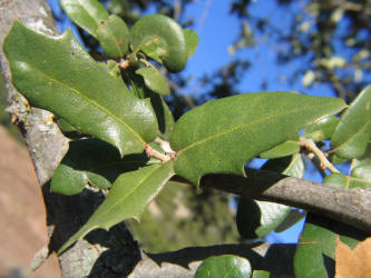 Texas Live Oak, Quercus fusiformis, B