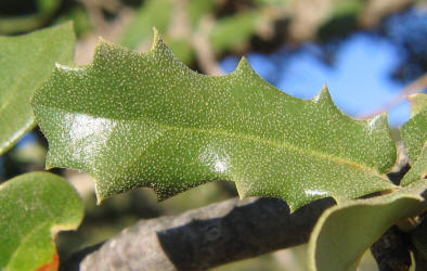 Texas Live Oak, Quercus fusiformis, C (1)