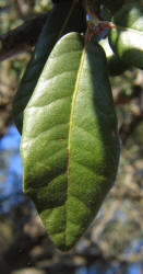 Texas Live Oak, Quercus fusiformis, C (3)