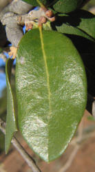 Texas Live Oak, Quercus fusiformis, C