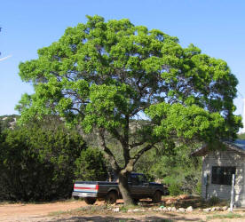 Texas Red Oak, Quercus shumardii var. texana, A (1)
