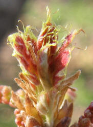 Texas Red Oak, Quercus shumardii var. texana, A (18)