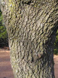 Texas Red Oak, Quercus shumardii var. texana, A (3)