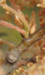 Texas Red Oak, Quercus shumardii var. texana, A (8)