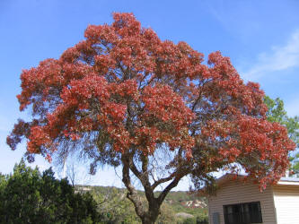 Texas Red Oak, Quercus shumardii var. texana, A