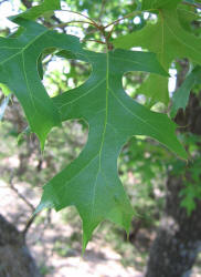 Texas Red Oak, Quercus texana, A (2)