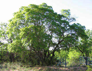 Texas Red Oak, Quercus texana, A