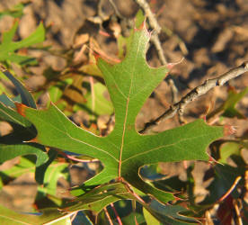 Texas Red Oak, Quercus texana, B (2)