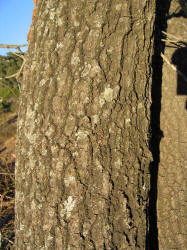Texas Red Oak, Quercus texana, B (3)