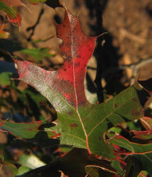 Texas Red Oak, Quercus texana, B