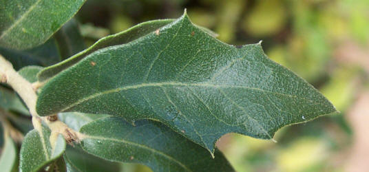 Vasey Shin Oak, Quercus vaseyana, A (2)