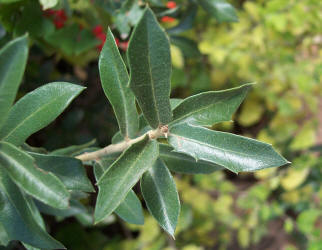Vasey Shin Oak, Quercus vaseyana, A