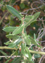 Vasey Shin Oak, Quercus vaseyana, B (1)