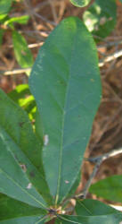 Water Oak, Quercus nigra, VZ, A (3)