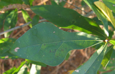 Water Oak, Quercus nigra, VZ, A