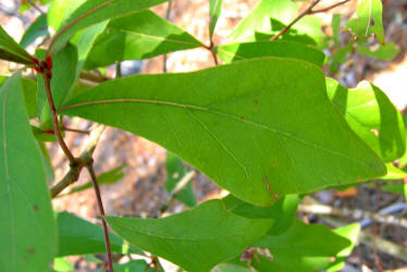 Water Oak, Quercus nigra, VZ, B (4)