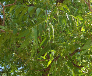 Western Soapberry, Sapindus saponaria var drummondii (1)
