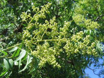 Western Soapberry, Sapindus saponaria var drummondii (4)