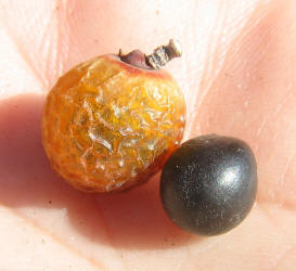 Western Soapberry, Sapindus saponaria var drummondii (6)
