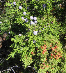 juniper, blue & red berries