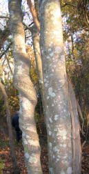 Alabama Supplejack shaped tree, KO