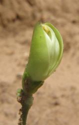 Black-eyed Pea, Vigna unguiculata (1)