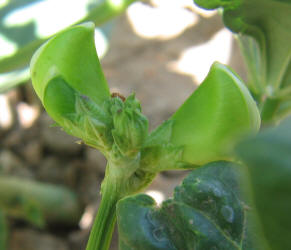 Black-eyed Pea, Vigna unguiculata (5)