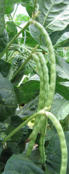 Black-eyed Pea, Vigna unguiculata (9)