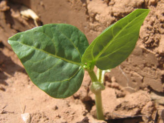 Black-eyed Pea, Vigna unguiculata