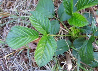 Garden Dewberry, Rubus aboriginum, VZ