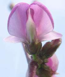 Hyacinth Bean, Lablab purpureus (2)