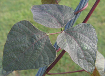 Hyacinth Bean, Lablab purpureus (3)
