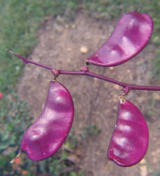 Hyacinth Bean, Lablab purpureus (4)