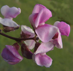 Hyacinth Bean, Lablab purpureus