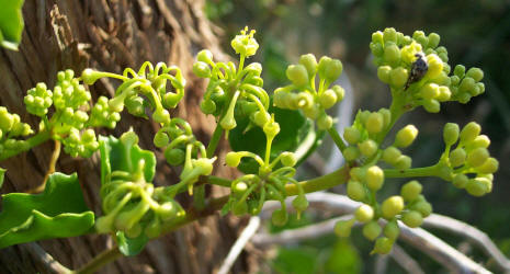 Ivy Treebine, Cissus trifoliata, A (2)