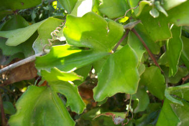 Ivy Treebine, Cissus trifoliata, A (5)