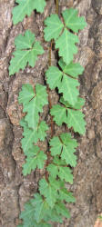 Ivy Treebine, Cissus trifoliata, B