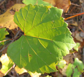 Muscadine Grape, Vitis rotundifolia, VZ