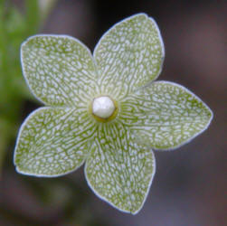 Pearl Milkweed Vine, Matelea reticulata, Runfeldt (3)