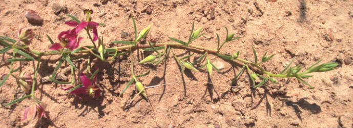 Prairie Sandbur, Krameria lanceolata (2)