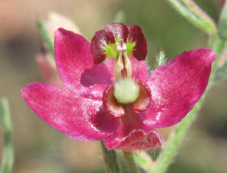 Prairie Sandbur, Krameria lanceolata (6)