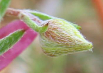 Prairie Sandbur, Krameria lanceolata (8)