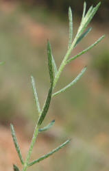 Prairie Sandbur, Krameria lanceolata (9)