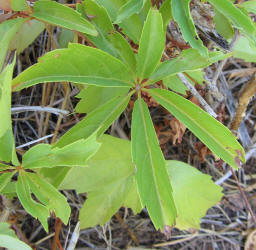 Sevenleaf Creeper, Parthenocissus heptaphylla