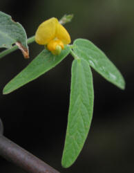 Texas Snoutbean, Rhynchosia senna var. texana (1)